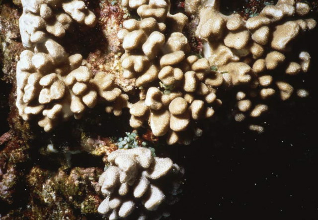 Cladiella pachyclados